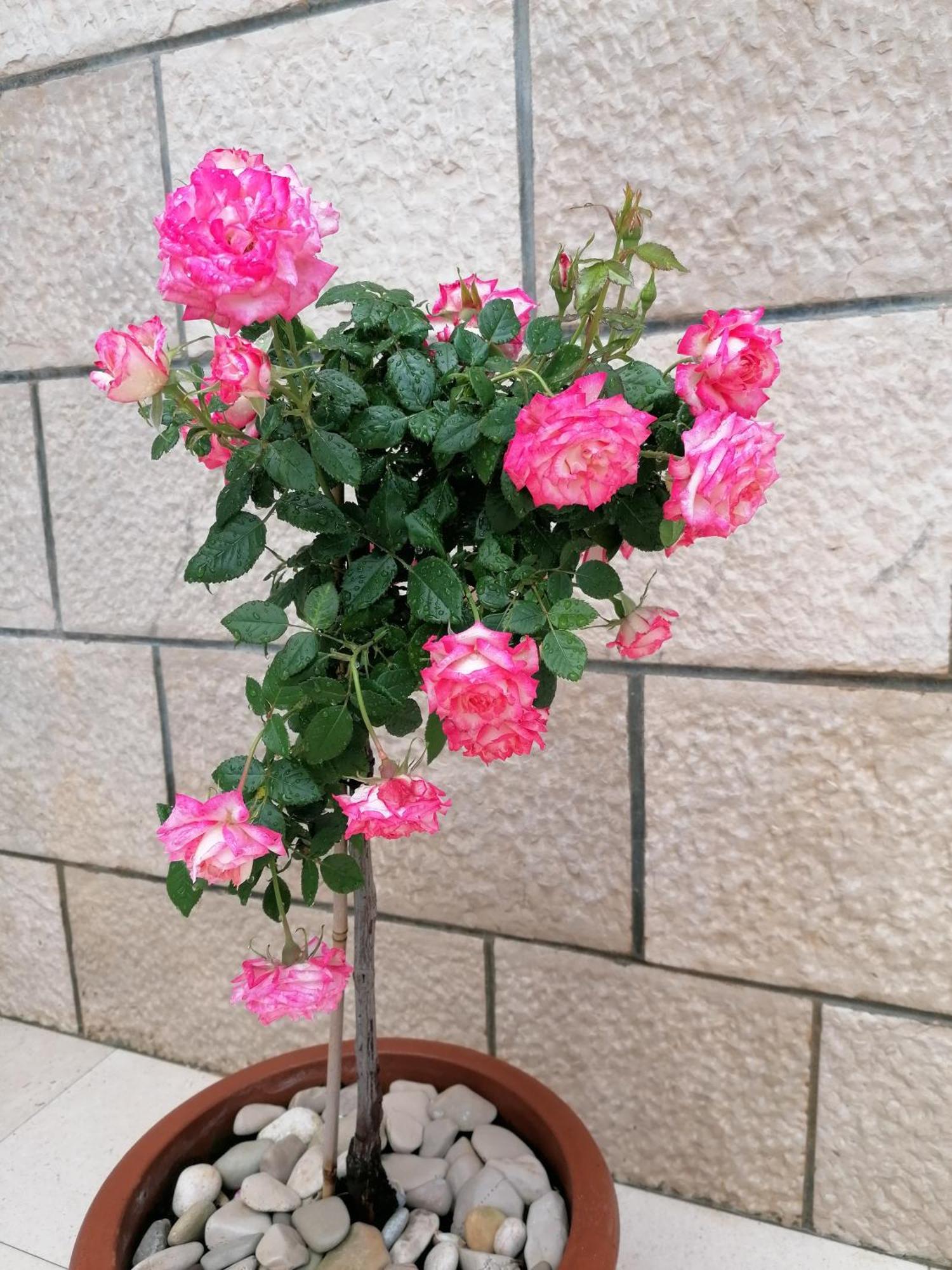 Apartman Ruzica Pucisca Exterior foto